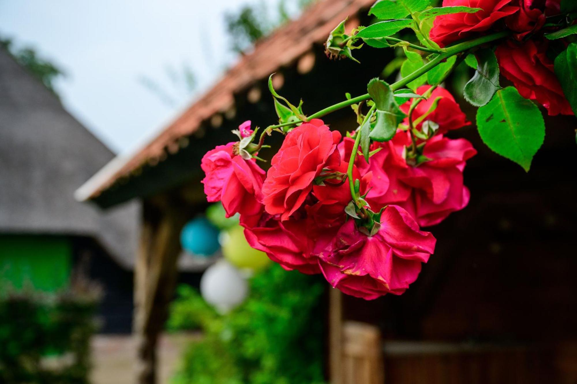 Vakantiehuis An Diek Staphorst Екстер'єр фото